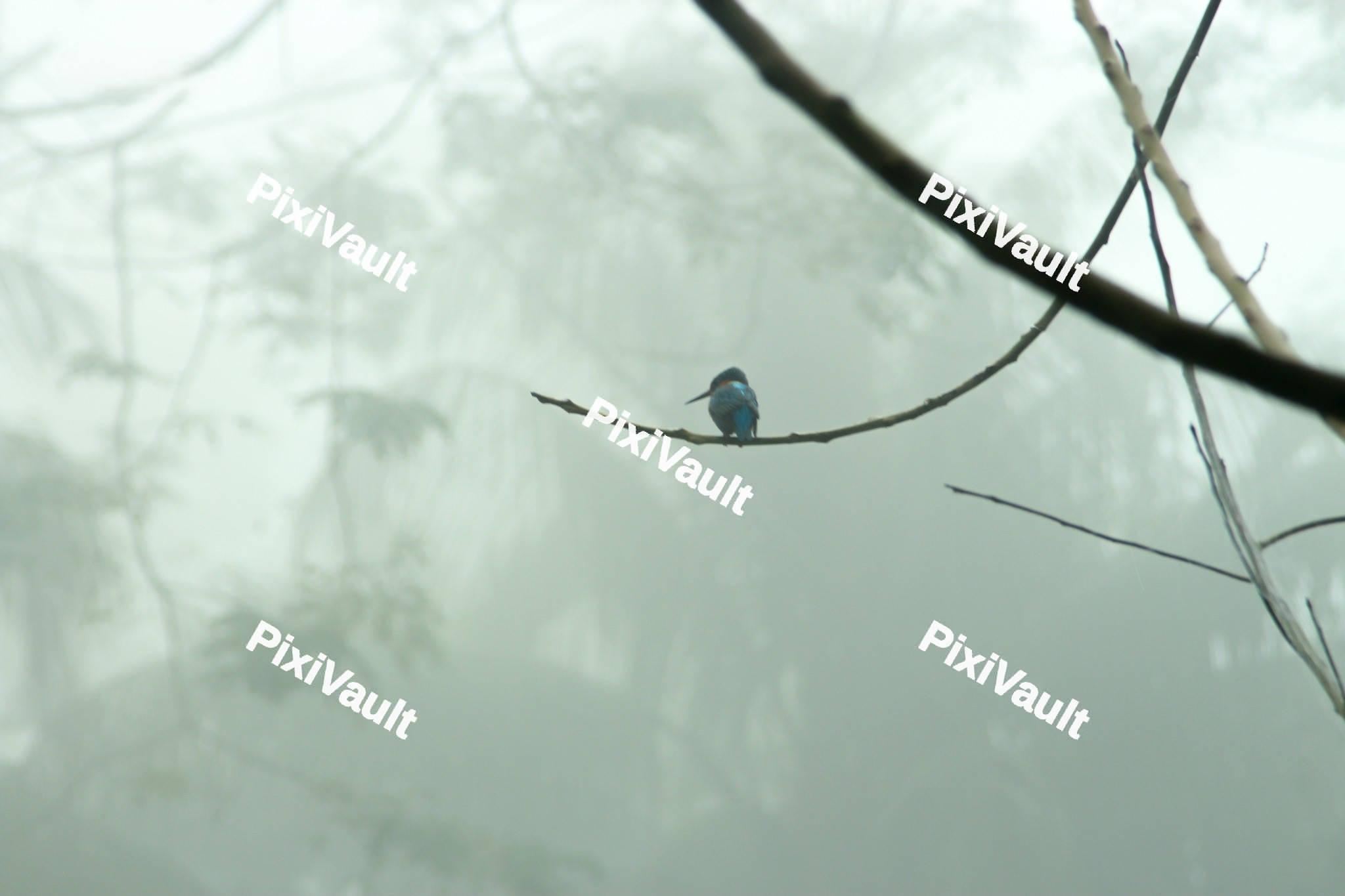Kingfisher Bird